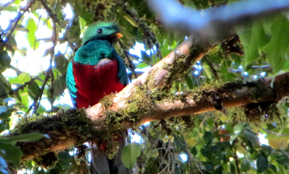 IMG_4041quetzal