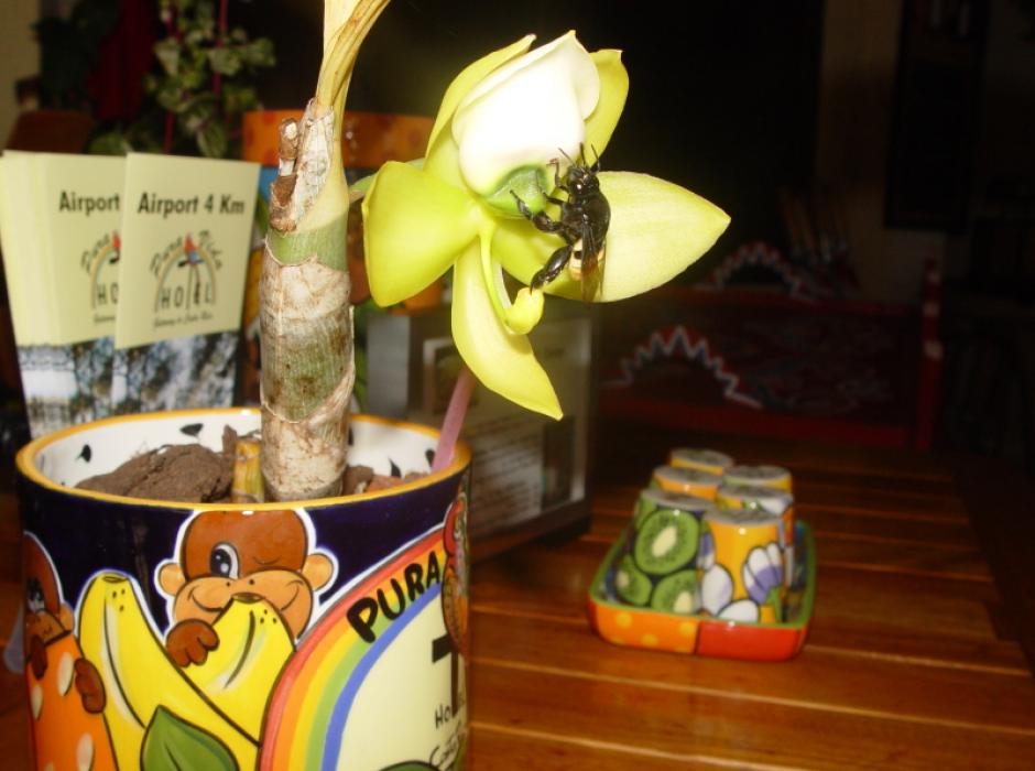 pura-vida-mug-big