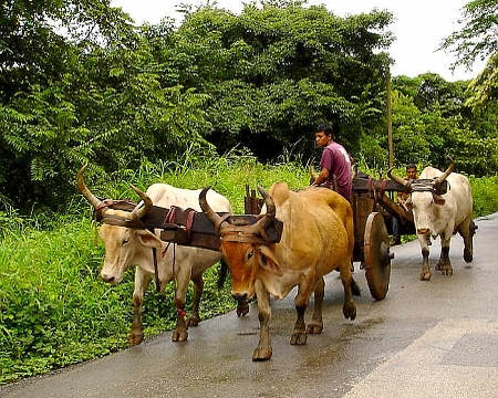ox cart costa rica
