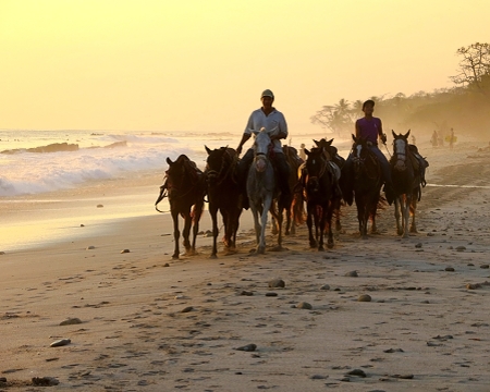 horses on a beach costa rica
