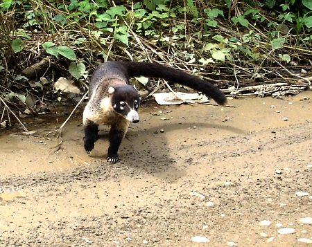pizotes crossing the road in costa rica