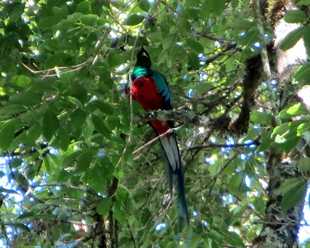 quetzal sighted near Copey costa rica