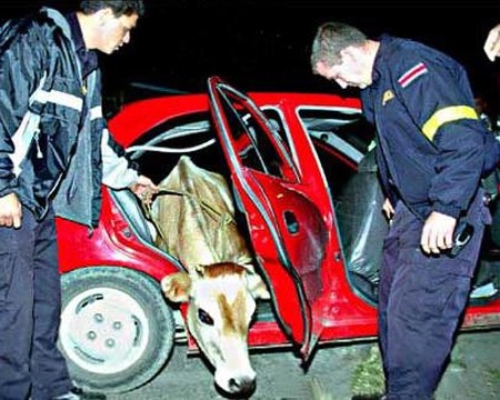 taxi cow
