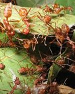 MORE FRIGGIN ANTS