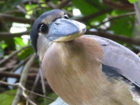 boat billed heron