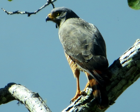 hawk osa peninsula costa rica